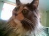Pixie1-1.jpg