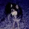 Nanook.jpg