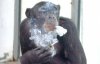 malboromonkey.jpg